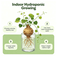 thumbnail image 6 of Stephania Erecta, Tropical Caudex Houseplant‑Effortless Raise‑Minimal Upkeep‑Ideal for Tabletop, Plant Pots & Planters, 6 of 7