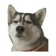 thumbnail image 1 of Pegatinas divertidas para coche, impermeables, para perro husky, accesorios decorativos Estilo A, 1 of 3