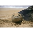 thumbnail image 2 of Hawaiian Monk Seal  On Beach With Sand On Face A96G Poster Print, 2 of 2