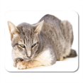 thumbnail image 1 of POGLIP Aid The Cat Sick As Feline Calicivirus Fcv Mousepad Mouse Pad Mouse Mat 9x10 inch, 1 of 1