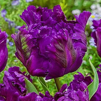 10 Parrot Tulip Bulbs for Planting - Easy to Grow Perennial Tulips (Purple Parrot)