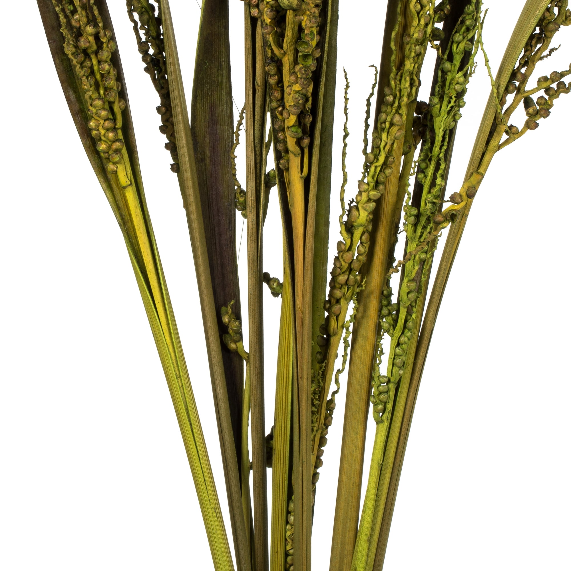 Vickerman 36" Basil Bahia Spears Seeded, 9 stems, Dried