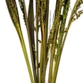 thumbnail image 3 of Vickerman 36" Basil Bahia Spears Seeded, 9 stems, Dried, 3 of 4