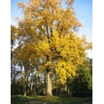thumbnail image 4 of Tulip Tree Live Plant 18-24" Tall in Quart Pot - Liriodendron Tulipifera - Tulip Poplar Tree - Yellow Poplar - Ornamental Tree for Outdoor Garden, 4 of 5