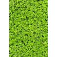 thumbnail image 2 of EREHome Polyester Fabric Backdrop 5x7ft Photography Background the Green Lawn Grass Four Leaf Clover Carpet Scene theme Background Backdrop for Video Photo Studio Props, 2 of 2