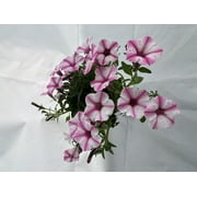 Proven Winner 1.56 PT Multicolor Petunia (1 pack) PW pot