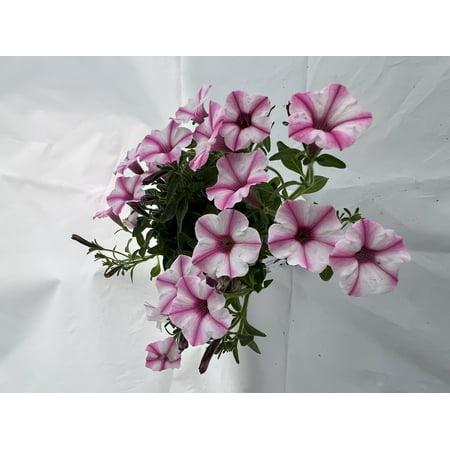Proven Winner 1.56 PT Multicolor Petunia (1 pack) PW pot