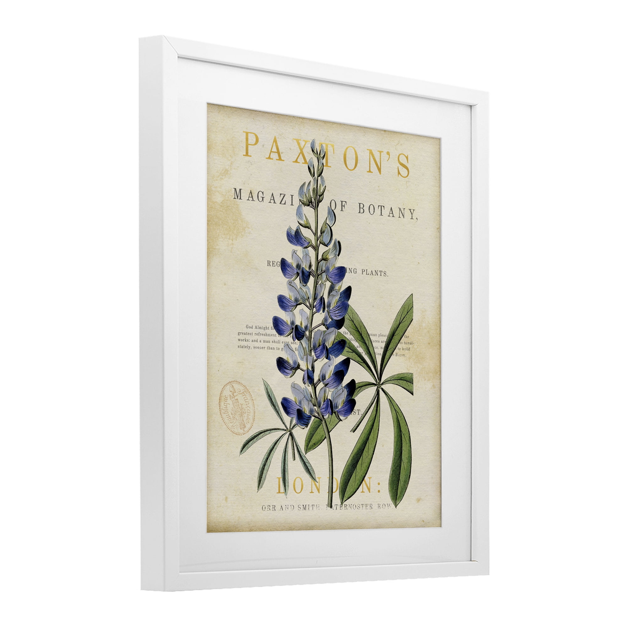 Stupell Industries Natural Botany Lupine White Framed Print Under Glass, design by Susan Arnot