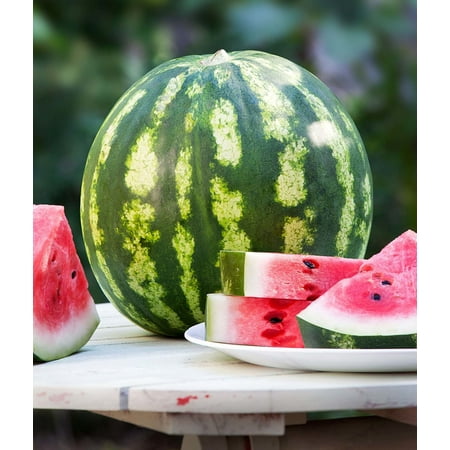 Bonnie Plants Crimson Sweet Watermelon Live Plants, Edible