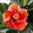 thumbnail image 2 of Island Blooms 15G Multicolor Hibiscus Braid Live Plants with Grower Pot, 2 of 2