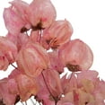 thumbnail image 5 of Vickerman 13.5-17" Pink Dried Cara Blossom Bundle, Preserved., 5 of 5