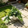 thumbnail image 4 of Aesthetic Hanging Fake Plant in White Pot 14.2 in Viral Home Decor Realistic Faux Pothos Indoor Plant for Bedroom Bathroom Desk Shelf No Maintenance Modern Room Decor Greenery, 4 of 8