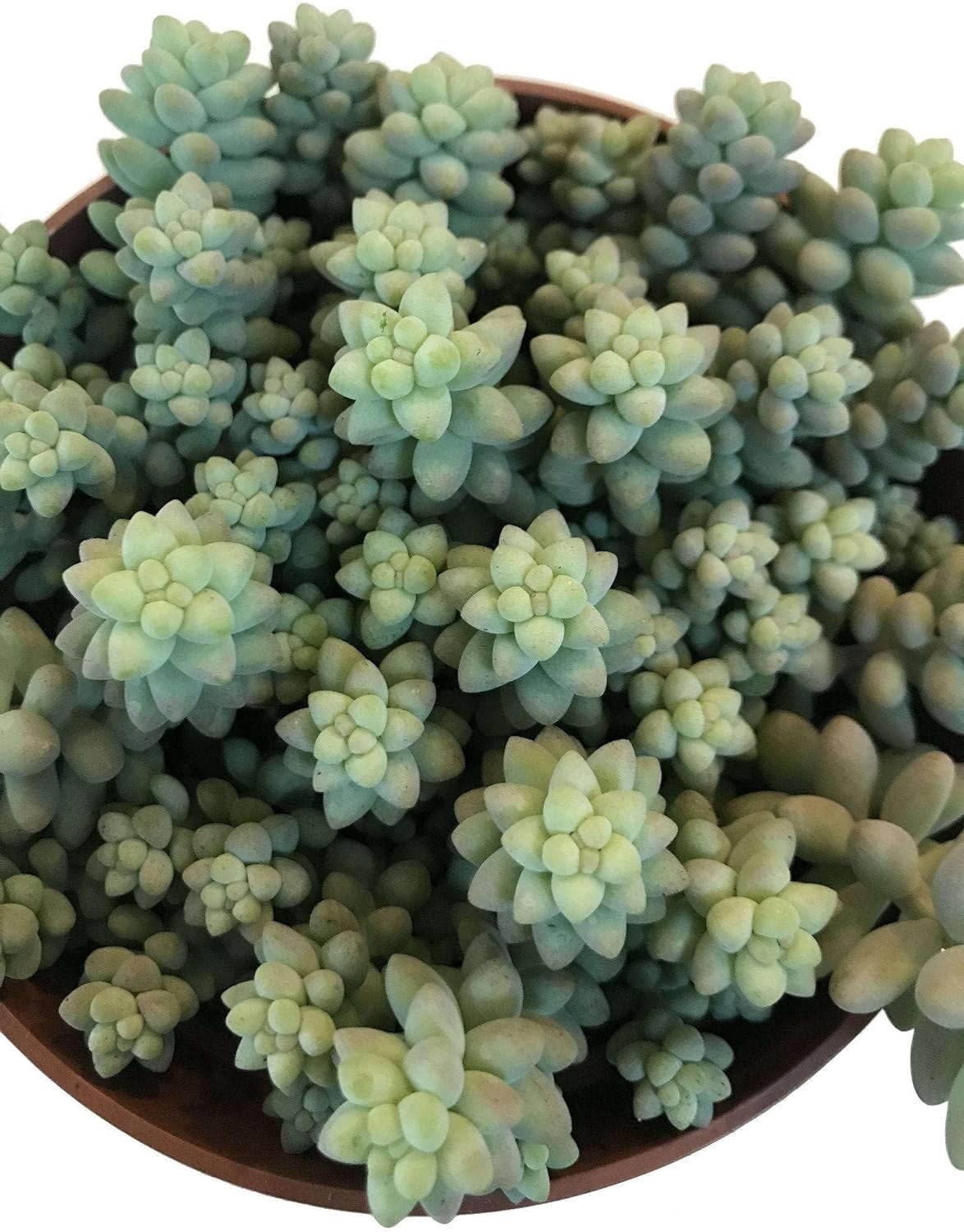Burro's Tail - 2 Live Starter Plants in 2 Inch Pots - Sedum Morganianum - Drought Tolerant Indoor Outdoor Easy Care Succulent Houseplant