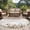 Brown, variant on Round Area Rug 6 Ft, Vintages Flowers Washable Non-Slip Circle Carpet for Living Room/Bedroom, Country Farmhouse Retro Botanical Floral Low-Profile Indoor Mats Collection Rugs for Residential