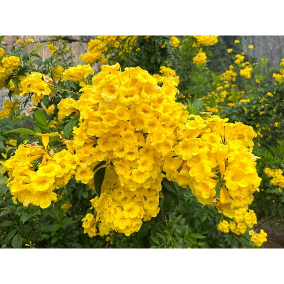 10 TECOMA STANS (Yellow Trumpetbush / Yellow Bells / Yellow Elder / Esperanza) Flower Shrub Bush Seeds