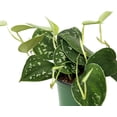 thumbnail image 4 of Live Combo Scindapsus Pictus Silvery Ann & Exotica, Silver Pothos, Plant Lover Gift, Grandma Birthday Gift, Housewarming Gift for Couples, Office Christmas Gift, Get Well Gift in 4" Pots, 4 of 5
