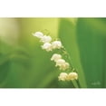 thumbnail image 3 of Podt, Martin 14x11 Black Modern Framed Museum Art Print Titled - Lily of the Valley, 3 of 5