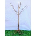 Independence Nectarine Tree Bare Root Plant Sweet Citrus 34 Ft Tall 2