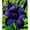 B, variant on Daylily Bulbs, Mixed Hemerocallis Bare Root Plants, Perennial Flower Roots for Garden Beds, Borders, Patio Containers