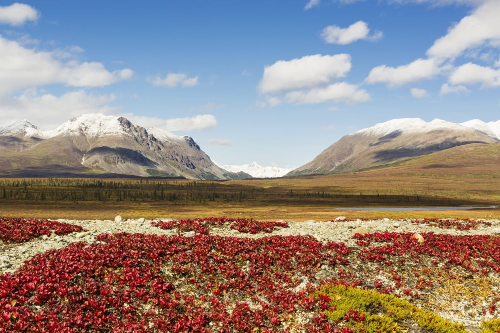 Bearberry leaves in the foreground with Mount Moffit and McGinnis Peak of the Alaska Range seen through Landmark Gap in the background along the Denali Highway in Southcentral Alaska Canvas Art - Ray