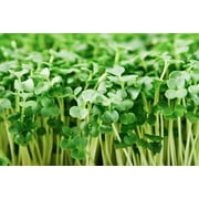 Broccoli Sprouts Seed (500 Seeds) Easy and Fast Growing, Very Healthy Microgreens