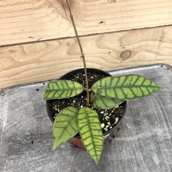 Hoya Callistophylla, 4" Plant, The Plant Farm