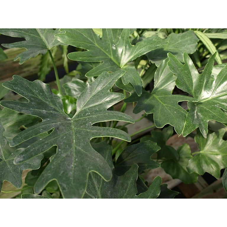 Split-Leaf Philodendron - Live Plant in a 3 Gallon Growers Pot -  Philodendron Selloum - Slow Growing Evergreen Indoor or Outdoor Houseplant  - Walmart.com