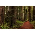 thumbnail image 4 of Danny Head 24x17 Black Modern Wood Framed Wall Art Titled - A Walk in the Woods I, 4 of 6