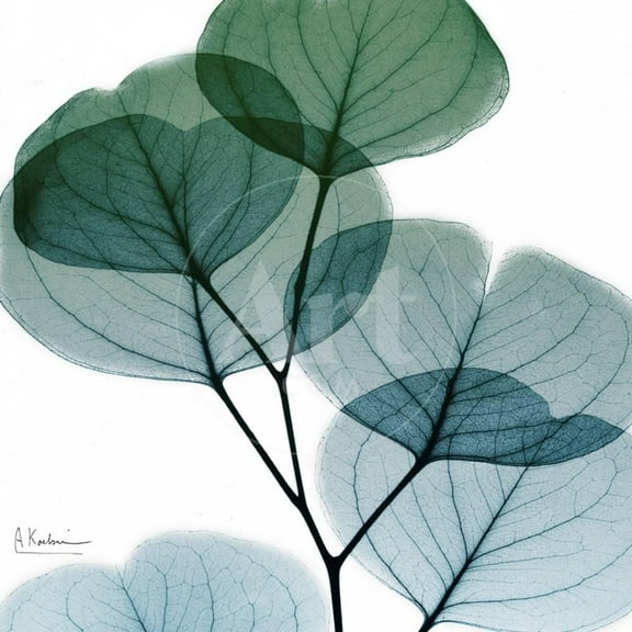 Dull Eucalyptus Mate, Botanical Unframed Art Print Wall Art by Albert Koetsier Sold by ArtCom