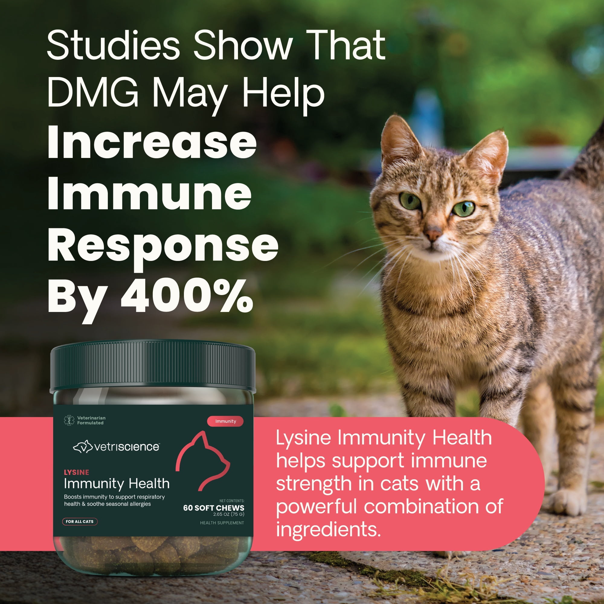 VetriScience Immune Support L-lysine Supplement Chews for Cats, Chicken Flavor, 60 Count Jar