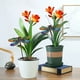 thumbnail image 5 of Decoración del hogar, decoración de habitaciones, decoración de paredes, animales coloridos, plantas, estacas, señalización para jardín., 5 of 7