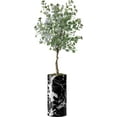 thumbnail image 4 of Artificial Tree in Modern Marble Effect Planter, Fake Eucalyptus Silk Tree for Indoor and Outdoor Home Decoration - 66" Overall Tall (Plant Pot Plus Tree), 4 of 5