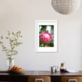 thumbnail image 3 of Pink Protea Framed Print Wall Art by Karyn Millet Sold by Art.Com, 3 of 5