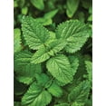 thumbnail image 3 of Burpee Lemon Balm, Perennial Herb, Full Sun, 3 of 4