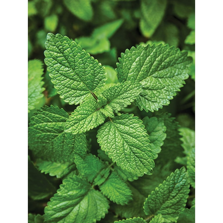 Burpee Lemon Balm, Perennial Herb, Full Sun
