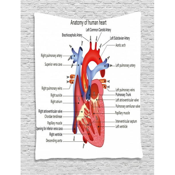 Educational Tapestry, Medical Structure of the Hearts Human Body