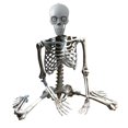 thumbnail image 1 of Halloween Skeleton Prop Human Full Size Skull Hand Life Body Anatomy Model Decor, 1 of 5
