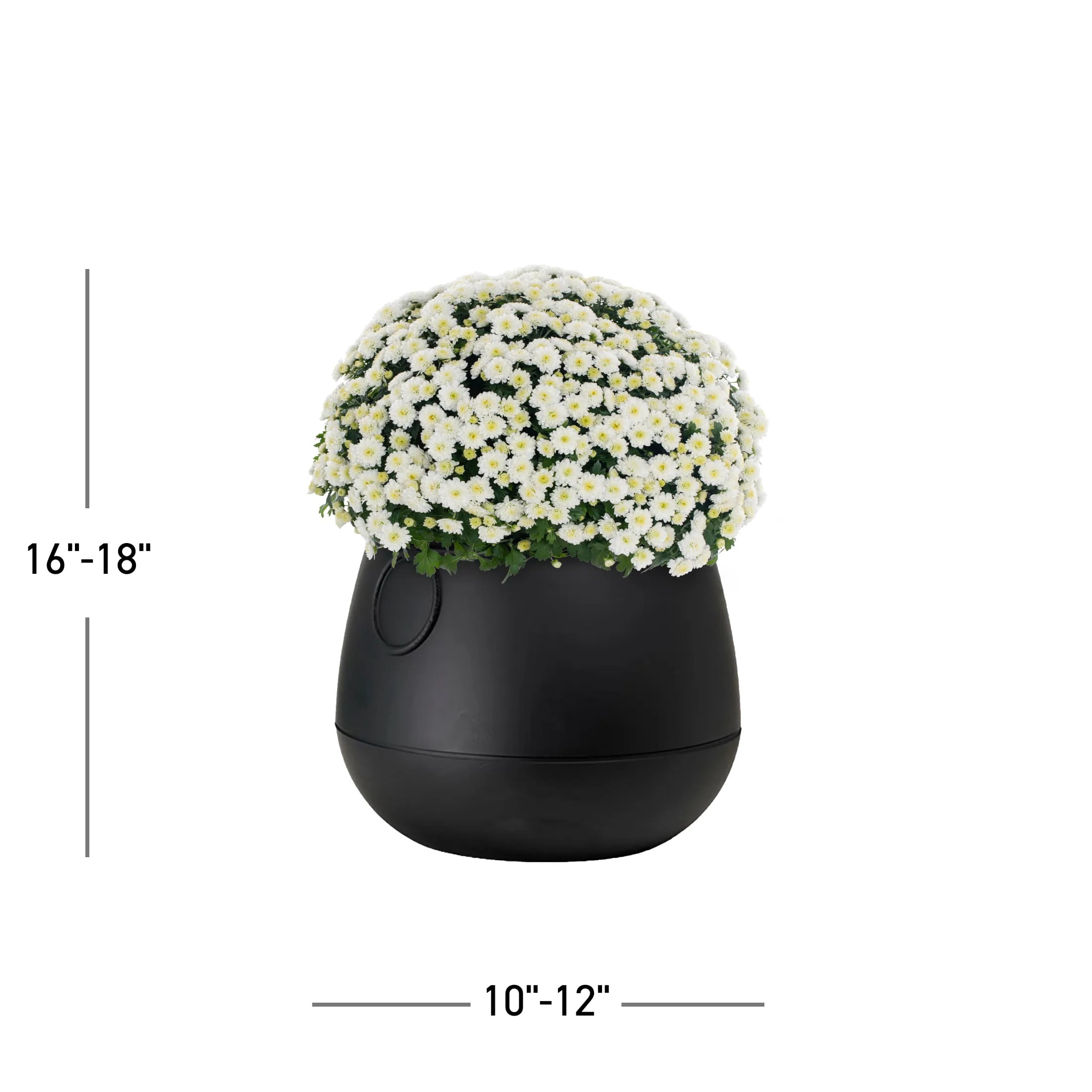 Expert Gardener 3qt White Mum in 7" Cauldron Planter (1-pack), Fall Decor