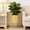 Gold, variant on Konghyp Large Planters With Stand Decorative Floor Planters, Metal Pots With Drainage Holes, Modern Style For Living Room, Office, Garden, Balcony, Indoor Plants, Elevated Design