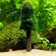 thumbnail image 1 of Árbol de musgo para pecera, simulación de musgo de Navidad, árbol de musgo para acuario de Navidad, árbol de musgo para paisaje, resultados impresionantes, 1 of 9