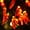 Red, variant on Solar Chili String Lights- 22M 200LED Waterproof Red Chili Pepper Fairy Lights for Patio- Garden- Party & Christmas Decor-Decorative Solar Powered Outdoor String Lights.