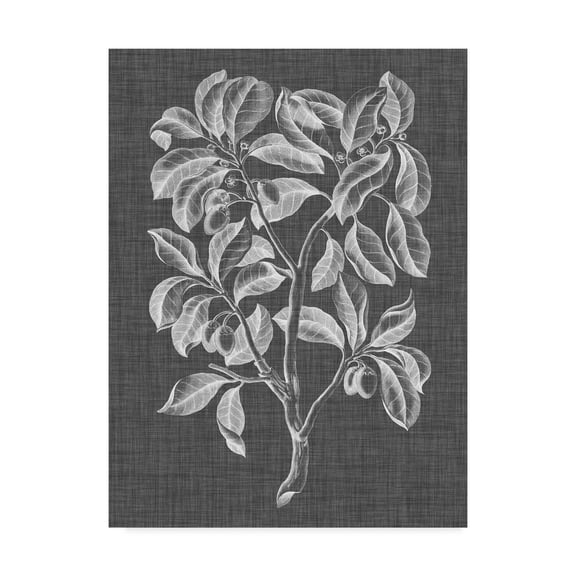Trademark Fine Art 'Graphic Foliage I' Canvas Art by Vision Studio