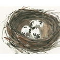 thumbnail image 2 of Dixon, Samuel 32x26 Black Ornate Wood Framed with Double Matting Museum Art Print Titled - Nesting Eggs I, 2 of 4