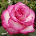 thumbnail image 2 of 30 Rare seed-Cherry Parfait Rose Seed Flower #1086-Authentic Seeds-Flowers-Seeds-Herb seeds-Vegetable Seeds-Mix Seeds for Plant-Rose- B3G1, 2 of 2