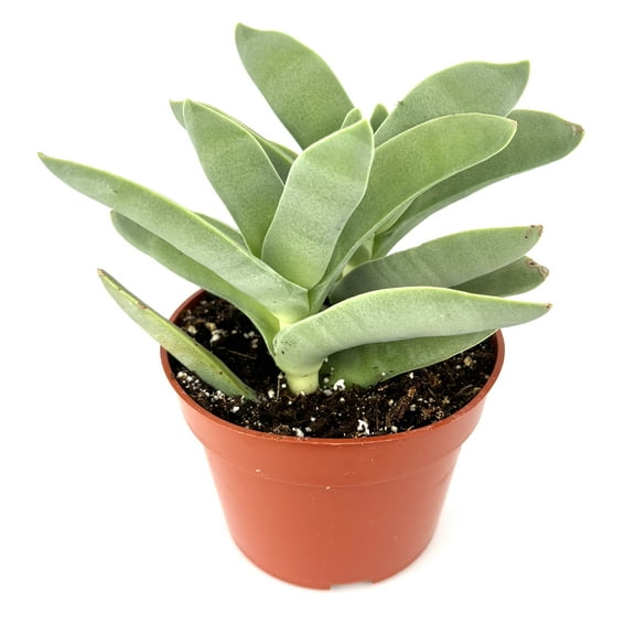 Propeller Succulent Crassula Falcata, 4" Pot