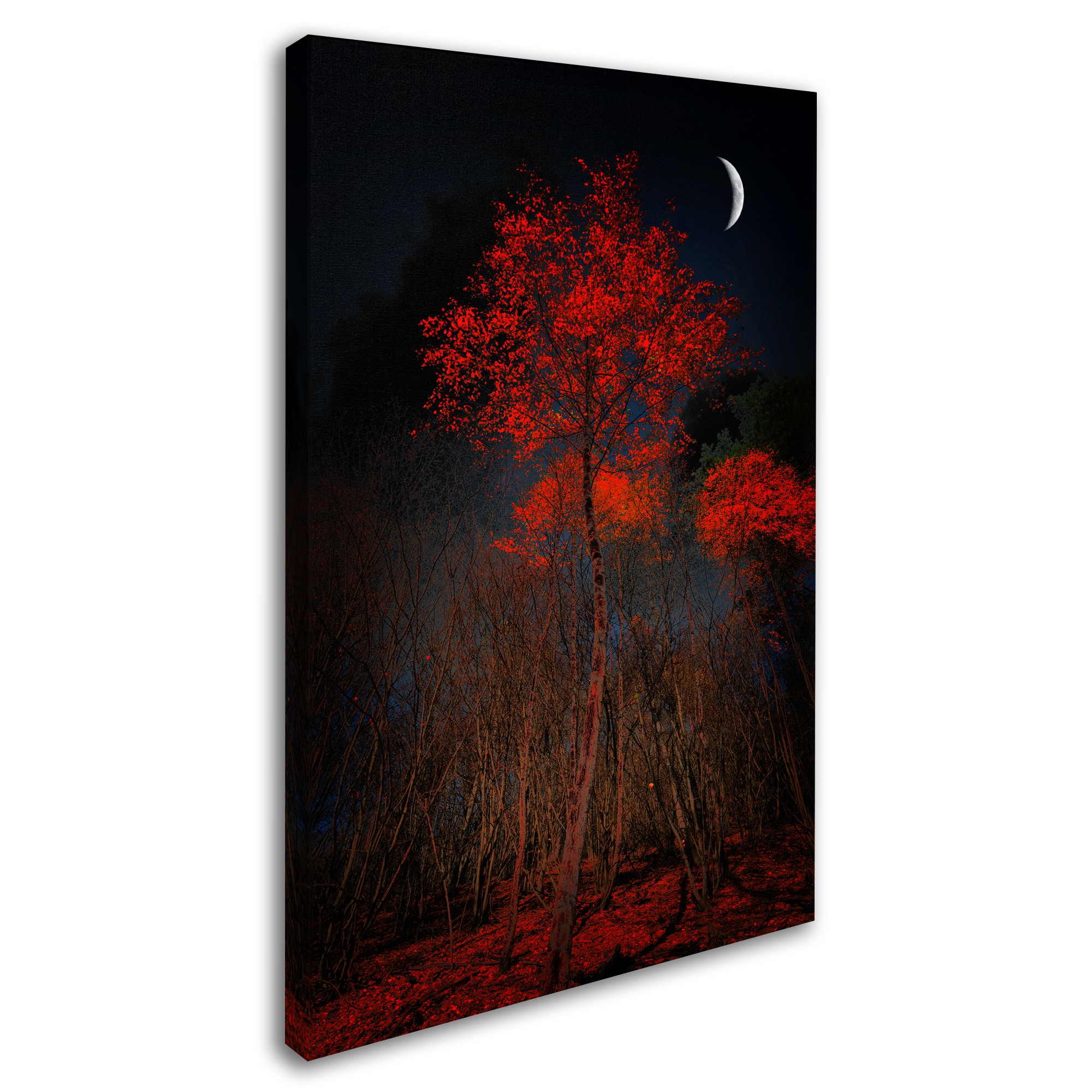 Trademark Fine Art "The Why" Canvas Art by Philippe Sainte-Laudy