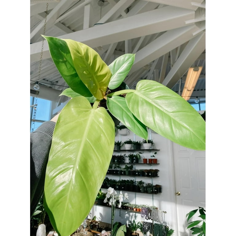 Golden Melonii Philodendron - Live Plant in a 4 Inch Pot - Philodendron  Erubescens - Extremely Rare and Beautiful Indoor Houseplant - A Rare  Tropical Masterpiece - Walmart.com