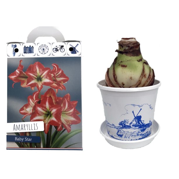 Miniature Baby Star Amaryllis Bulb Gift Kit Bulb, Pot/Saucer, Soil