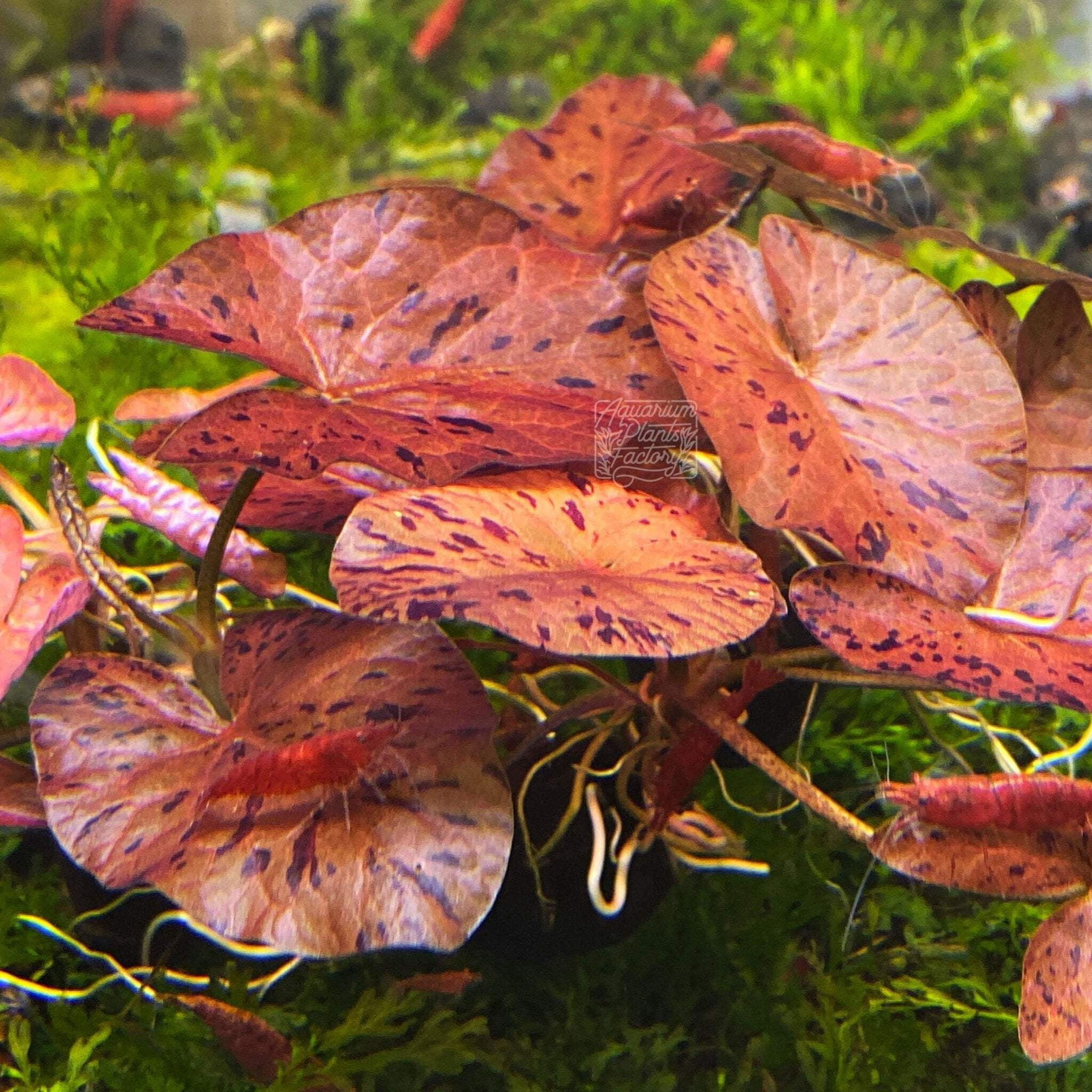 Red Tiger Lotus Aquarium Plants Factory