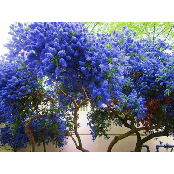 25 California Lilac Seeds Tree Fragrant Hardy Perennial Flower 357 US SELLER